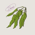 Vector drawing of leafy green sorrel
