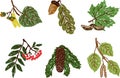 Vector drawing of leaves, seeds and fruits of different trees