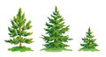 Vector drawing of little pine tree and two fir trees Royalty Free Stock Photo