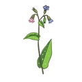 vector drawing lungwort
