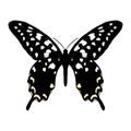 Vector drawing Madagascar giant swallowtail butterfly