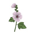 Vector drawing Marsh-mallow Royalty Free Stock Photo