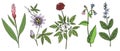 vector drawing medicinal plants Royalty Free Stock Photo