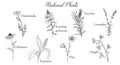 Vector drawing medicinal plants