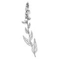 Vector drawing mullein Royalty Free Stock Photo