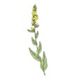 Vector drawing mullein