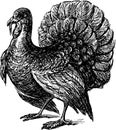Turkey Royalty Free Stock Photo