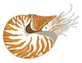 Vector drawing of Nautilus Pompilius or chambered nautilus in ornate striped shell isolated on white background.