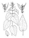 Vector drawing of nettle, a set of isolated elements of a medicinal nettle plant during flowering with leaves.illustration of a