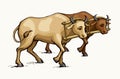 Vector drawing. Old wooden yoke on the cow Royalty Free Stock Photo