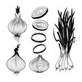 Vector drawing of onion Royalty Free Stock Photo