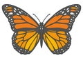 Drawing of an orange `Danaus Plexippus` Monarch Butterfly