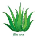 Vector drawing of outline Aloe vera or true Aloe plant with fleshy green leaf isolated on white background. Medicinal plant.