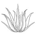 Vector drawing of outline Aloe vera or true Aloe plant with fleshy leaf in black isolated on white background. Royalty Free Stock Photo