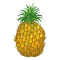 Vector drawing with outline Ananas or Pineapple fruit in yellow and green leaf isolated on white background. Tropical fruit.l