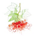 Vector drawing of outline branch Viburnum or Guelder rose, ornate leaves and berry bunch in pastel green and red isolated.