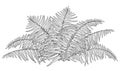 Vector drawing of outline fossil forest plant Fern with fronds in black isolated on white background. Contour Fern bush. Royalty Free Stock Photo