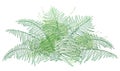 Vector drawing of outline fossil forest plant Fern with fronds in pastel green colored isolated on white background.