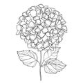 Vector drawing of outline Hydrangea or Hortensia flower bunch and ornate leaves in black isolated on white background.