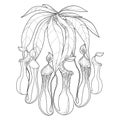 Vector drawing of outline Nepenthes or monkey-cup with open trap in black isolated on white background. Carnivorous tropical plant Royalty Free Stock Photo