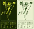 Vector drawing OXYLEPIS BENTH. Hand drawn illustration. The Latin name is HELENIUM L Royalty Free Stock Photo