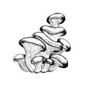 Vector drawing of oyster mushrooms