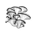 Vector drawing of oyster mushrooms Royalty Free Stock Photo