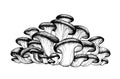 Vector drawing of oyster mushrooms