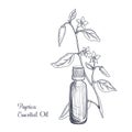 vector drawing paprica essential oil