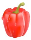 Vector drawing of red pepper