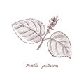 Vector drawing Perilla frutescens plant