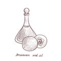 Vector drawing persimmon seed oil