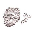 Vector drawing pine nuts and cone
