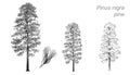 Vector drawing of pine (Pinus nigra)