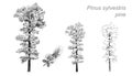 Vector drawing of pine (Pinus sylvestris)