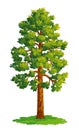 Vector drawing of pine tree