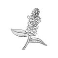 vector drawing plant of costus Royalty Free Stock Photo