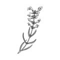 vector drawing plant of hyssop