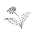 vector drawing plant of nard Royalty Free Stock Photo