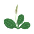 Vector drawing plantago plant