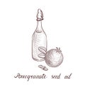Vector drawing pomegranate seed oil