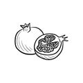 vector drawing pomegranate, sketch of fruit