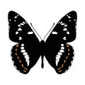 Vector drawing poplar admiral butterfly