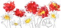 Vector drawing poppies and daisy flowers