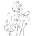 Vector drawing poppy flowers