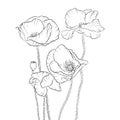 Vector drawing poppy flowers