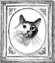 A sketch portrait of a house cat Royalty Free Stock Photo