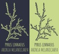 Vector drawing PYRUS LINNAEUS. Hand drawn illustration. The Latin name is ARONIA MELANOCARPA