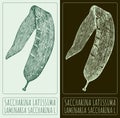 Vector drawing SACCHARINA LATISSIMA. Hand drawn illustration. The Latin name is LAMINARIA SACCHARINA L Royalty Free Stock Photo