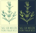 Vector drawing SAGE-LEAF MULLEIN. Hand drawn illustration. The Latin name is PHLOMIS PUNGENS WILLD